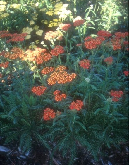 Plant photo of: Achillea 'Walther Funcke'