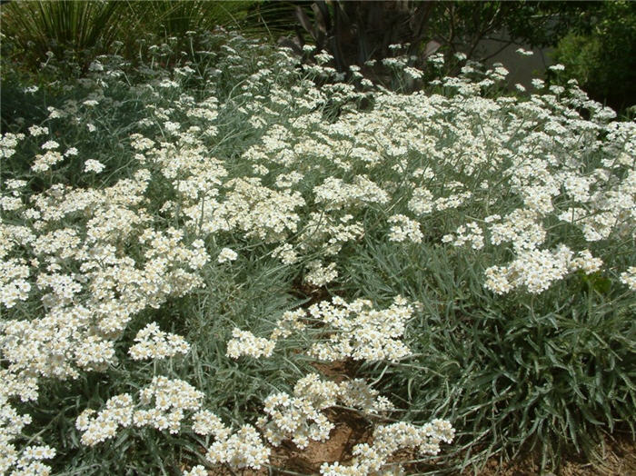 Plant photo of: Achillea x kellereri