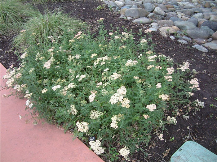 Plant photo of: Achillea millefolium 'Pink Island'