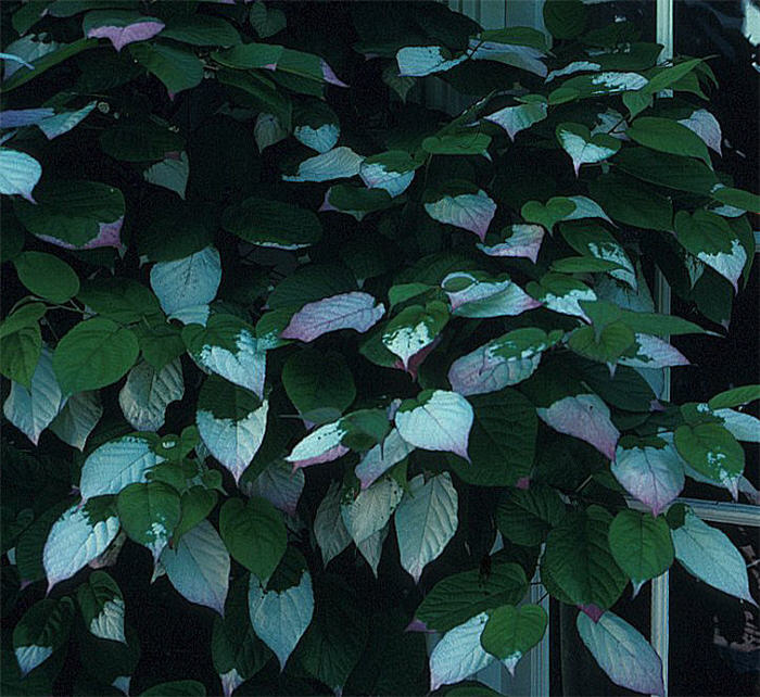 Plant photo of: Actinidia arguta