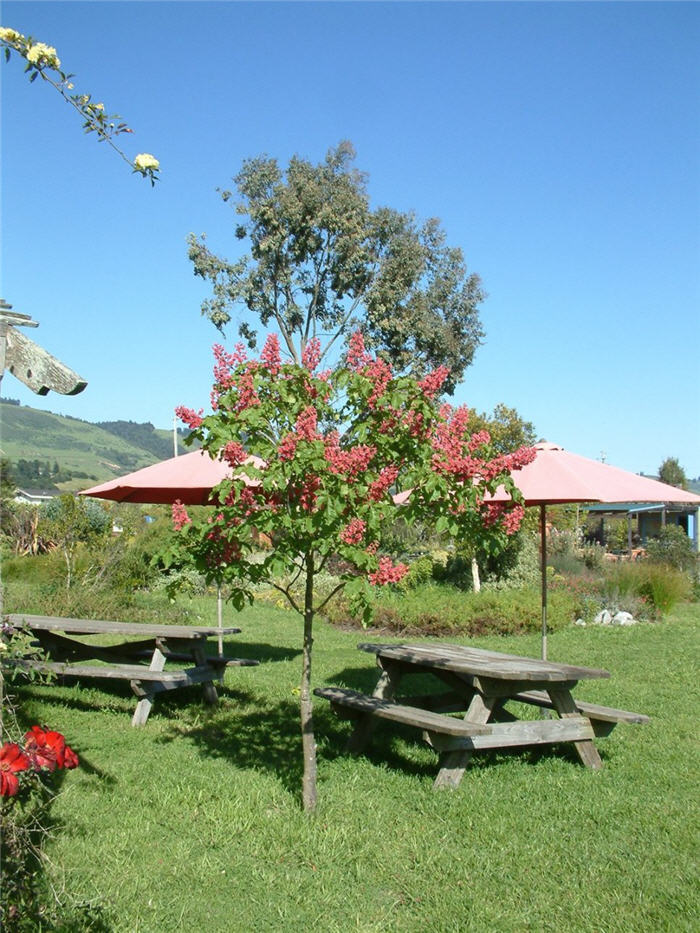 Plant photo of: Aesculus X carnea