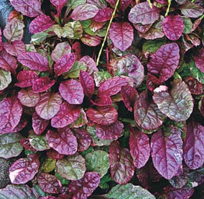 Plant photo of: Ajuga reptans 'Bronze'