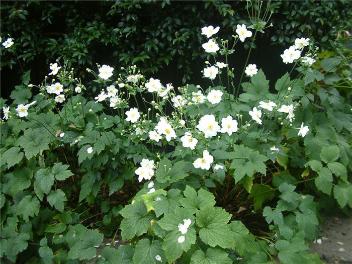Plant photo of: Anemone x hybrida 'Alba'