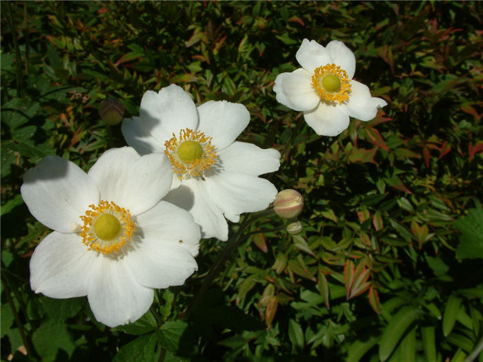 Plant photo of: Anemone x hybrida 'Honorine Jobert'
