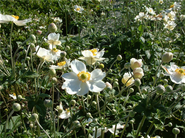Plant photo of: Anemone x hybrida 'Honorine Jobert'