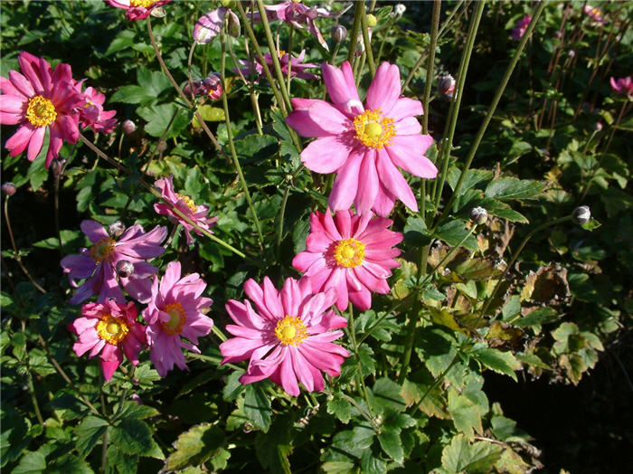 Plant photo of: Anemone x hybrida 'Margarete'