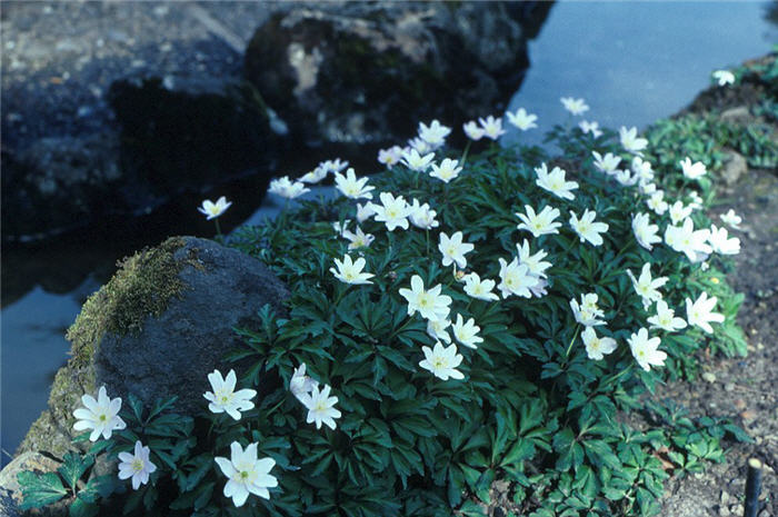 Plant photo of: Anemone nemorosa