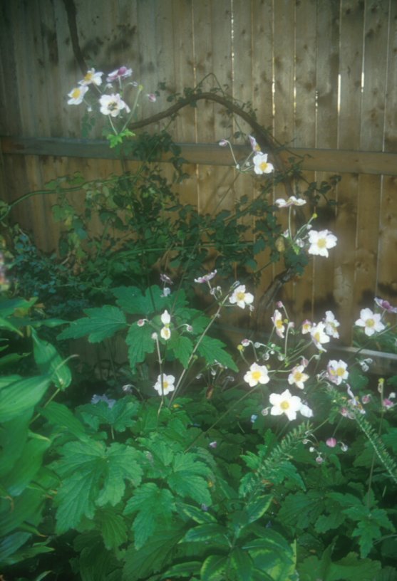 Plant photo of: Anemone tomentosa 'Robustissima'