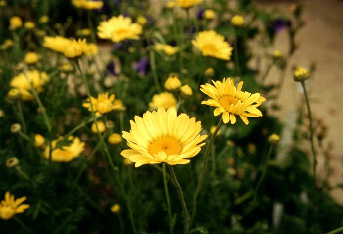Plant photo of: Anthemis tinctoria 'Kelwayi'