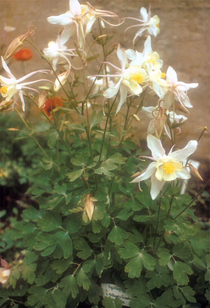 Plant photo of: Aquilegia hybrids