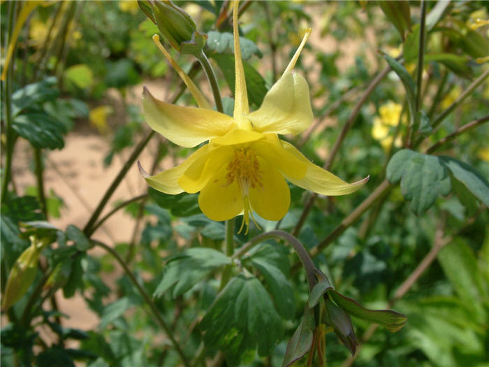 Plant photo of: Aquilegia hybrids 'McKana Giants'