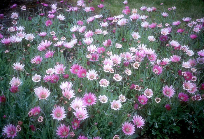 Plant photo of: Arctotis hybrids