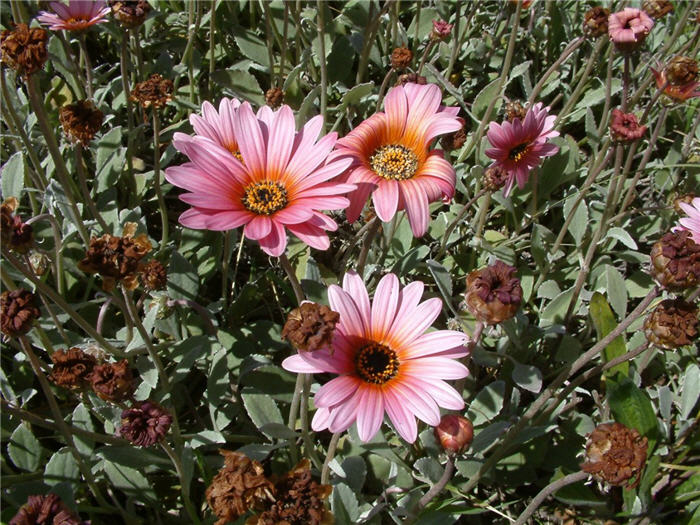 Plant photo of: Arctotis hybrids
