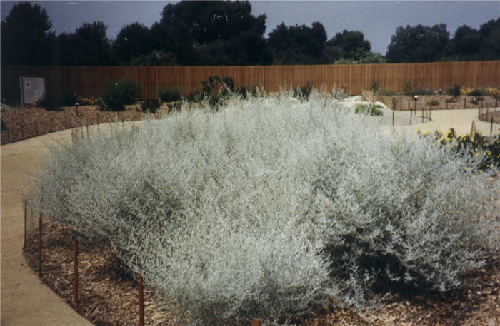Plant photo of: Artemisia ludoviciana albula