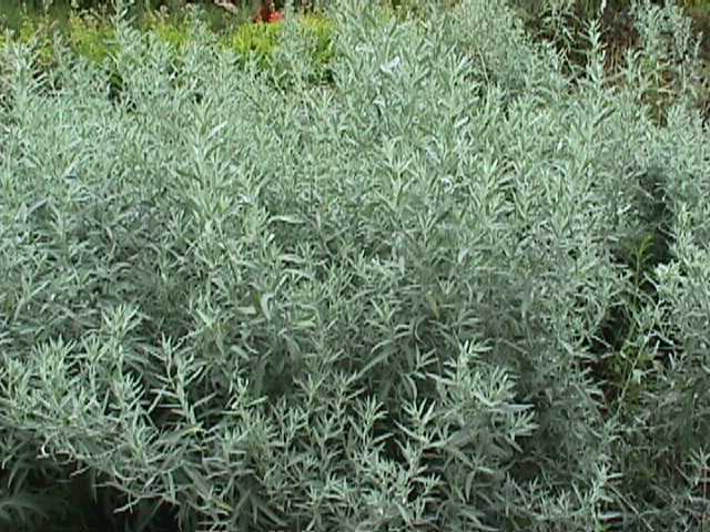 Plant photo of: Artemisia ludoviciana albula