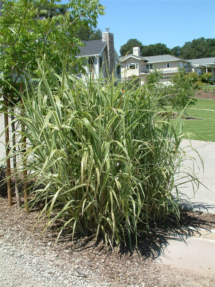 Plant photo of: Arundo donax 'Variegata'