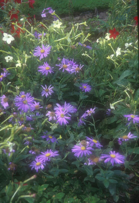 Plant photo of: Aster x frikartii 'Wonder of Staffa'