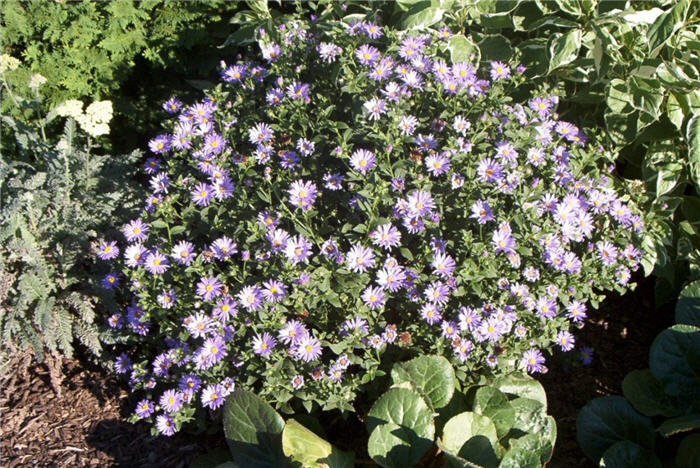 Plant photo of: Aster x frikartii 'Wonder of Staffa'