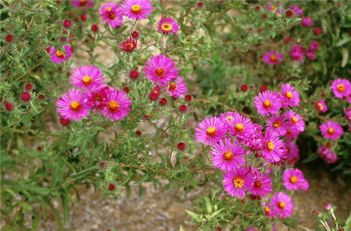 Plant photo of: Aster novae-angliae 'September Ruby'