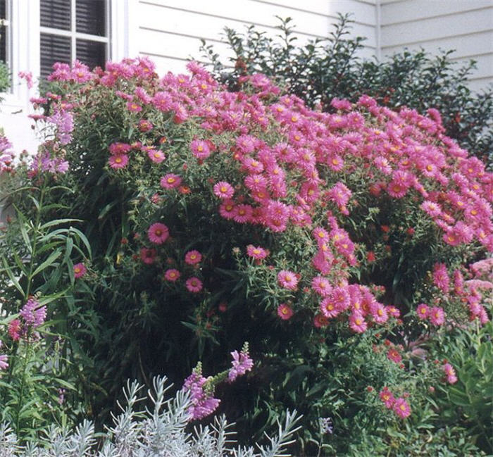 Plant photo of: Aster novi-belgii 'Alma Potschke'