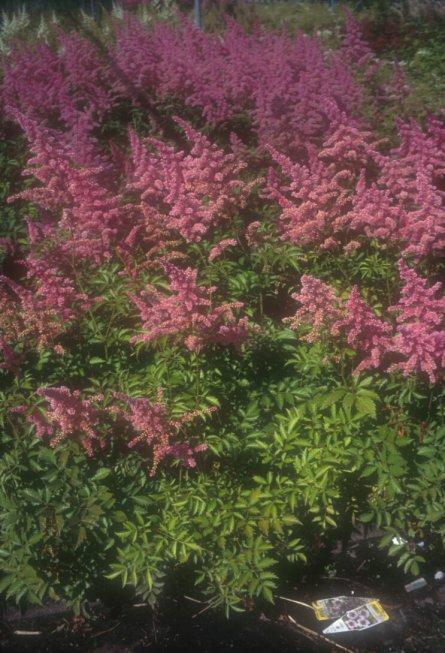 Plant photo of: Astilbe x arendsii 'Rhineland'
