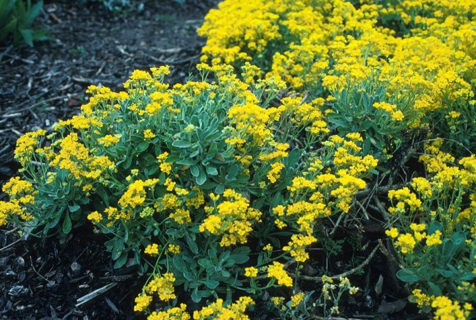 Plant photo of: Aurinia saxatilis