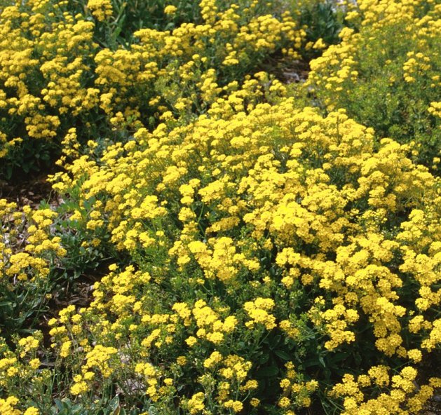 Plant photo of: Aurinia saxatilis
