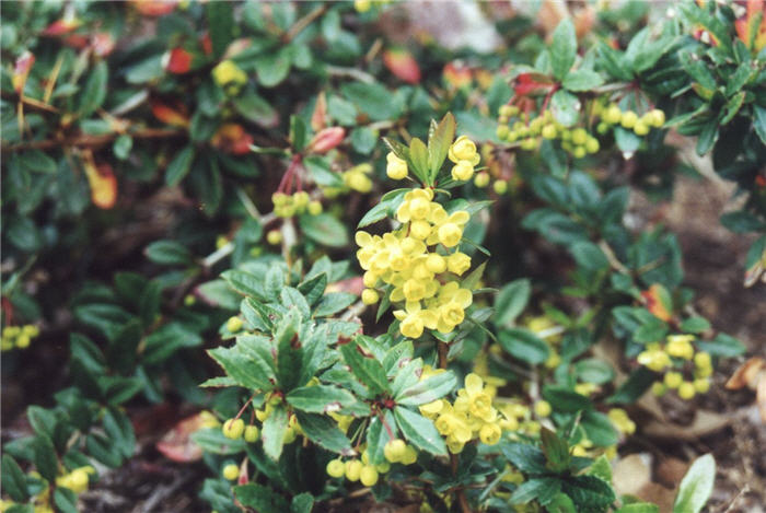 Plant photo of: Berberis x gladwynensis 'William Penn'