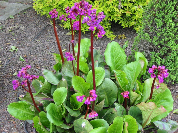 Plant photo of: Bergenia 'Bressingham Ruby'