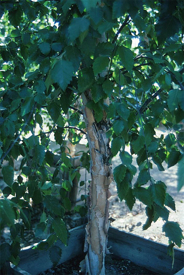 Plant photo of: Betula nigra