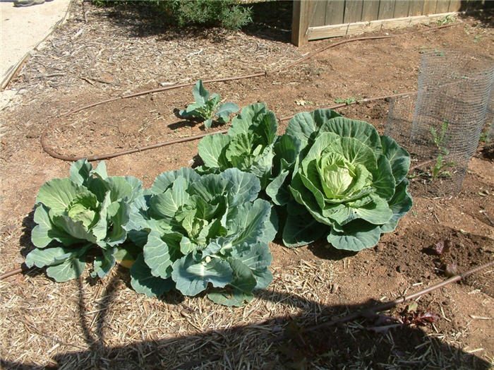 Plant photo of: Brassica oleraceae ''Flowering Cabbage'