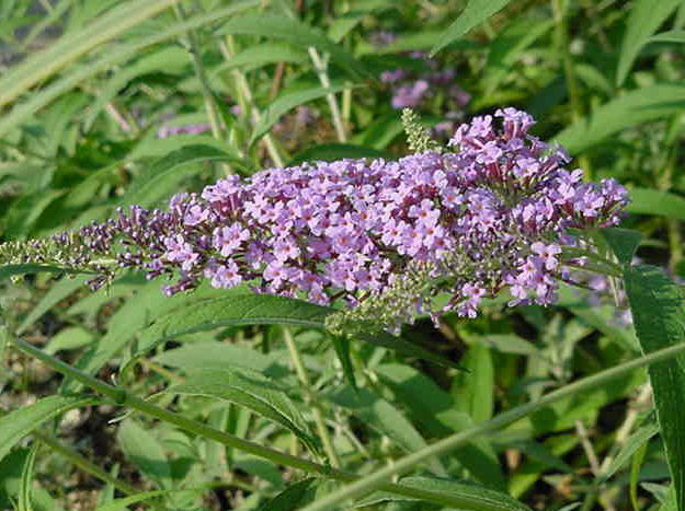 Plant photo of: Buddleja x 'Lochinch'