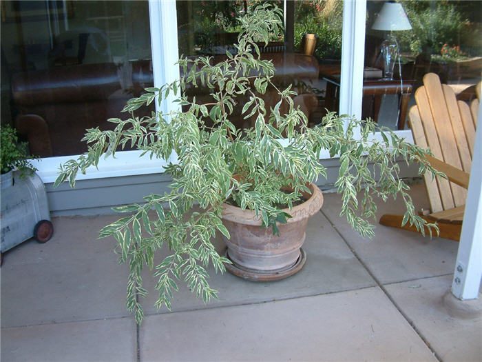 Plant photo of: Buddleja davidii 'Variegata'
