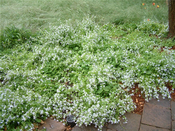 Plant photo of: Campanula carpatica