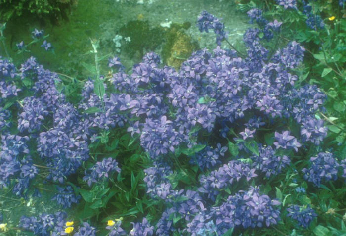 Plant photo of: Campanula glomerata 'Superba'