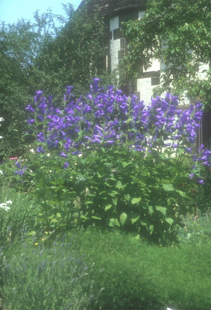 Plant photo of: Campanula lactifolia
