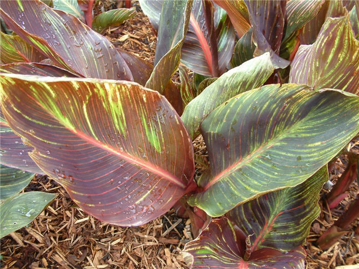 Plant photo of: Canna