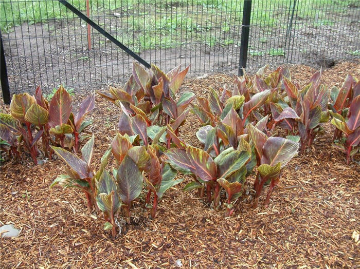 Plant photo of: Canna