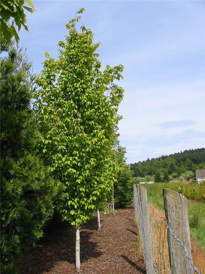Plant photo of: Carpinus betulus 'Frans Fountaine'