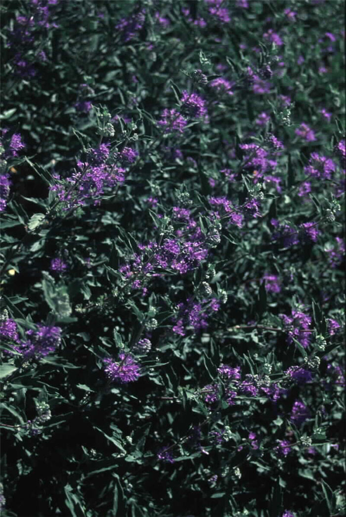 Plant photo of: Caryopteris x clandonensis 'Dark Knight'