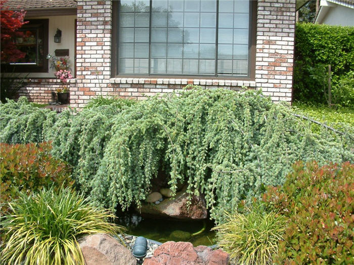 Plant photo of: Cedrus atlantica 'Glauca Pendula'
