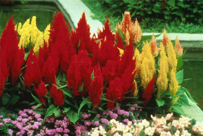 Plant photo of: Celosia