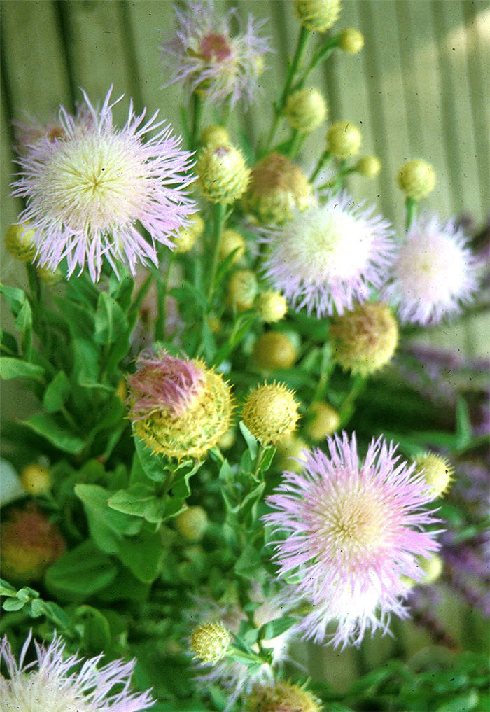 Plant photo of: Centaurea americana