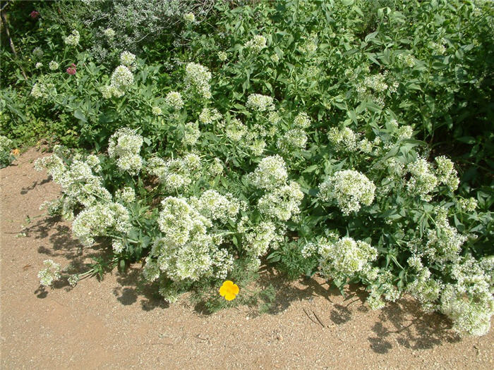 Plant photo of: Centranthus ruber 'Albus'