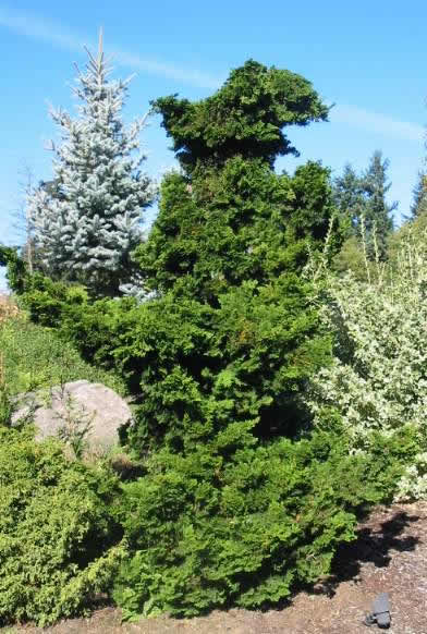 Plant photo of: Chamaecyparis obtusa 'Gracilis'
