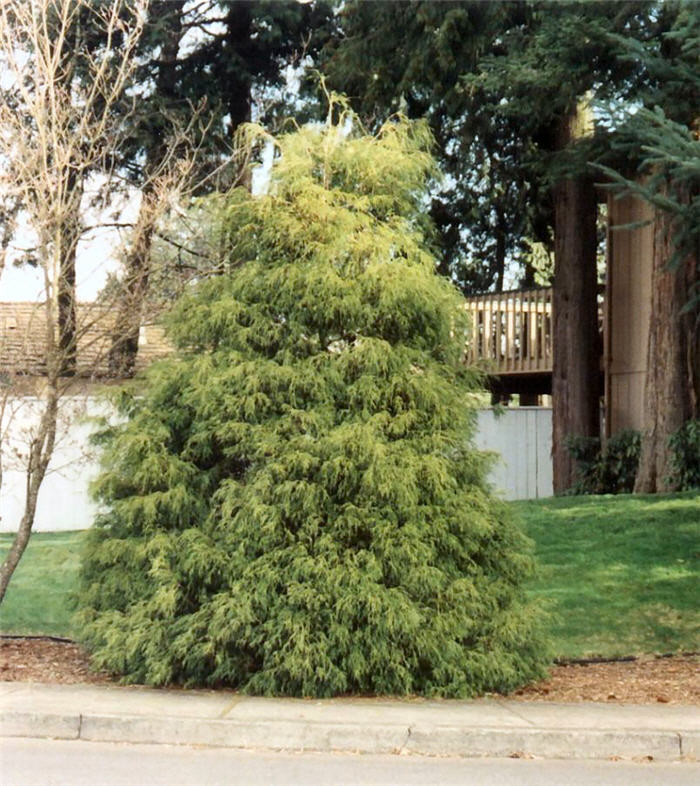 Plant photo of: Chamaecyparis pisifera 'Filifera Aurea'