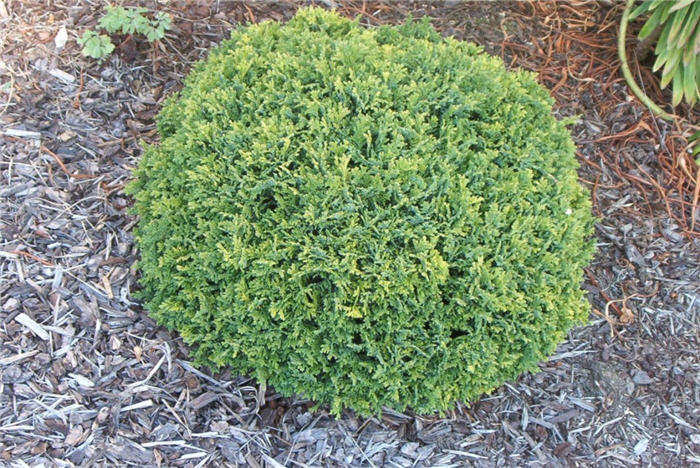 Plant photo of: Chamaecyparis pisifera 'Golden Pincushi