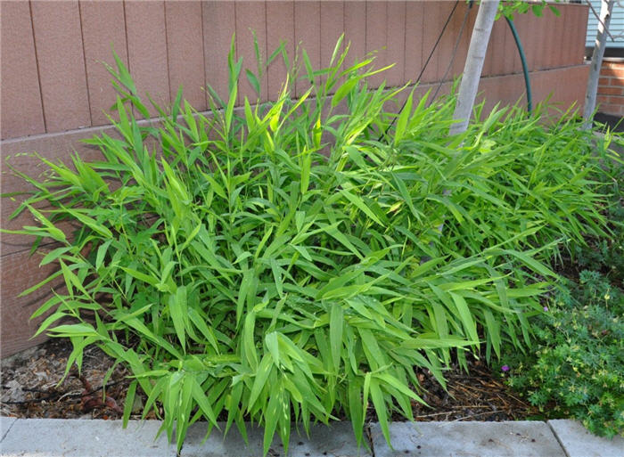 Plant photo of: Chasmanthium latifolium