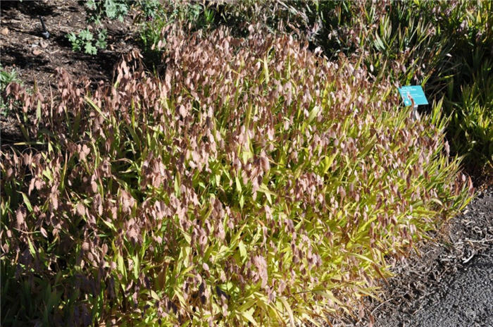Plant photo of: Chasmanthium latifolium