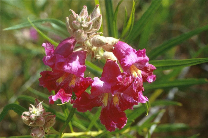 Plant photo of: Chilopsis linearis 'Burgundy Lace'